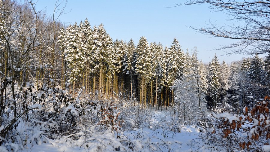 vinter gråsten skov 5